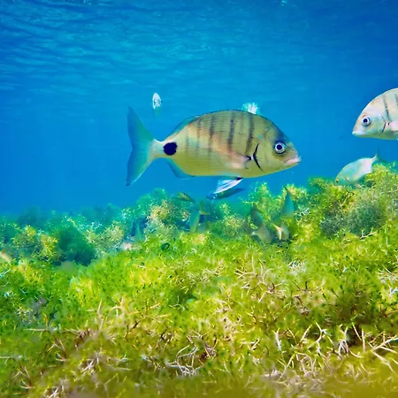 Lovely Close To The *