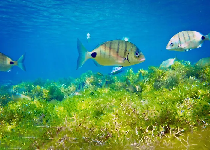 Lovely Close To The *